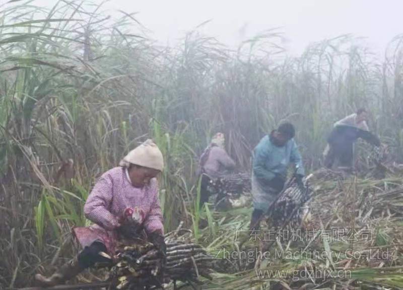 甘蔗全機械化生產(chǎn)和收獲